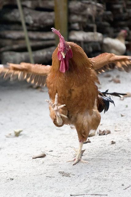 Chicky Run: Game Lari Seru dengan Rintangan Tak Terduga!